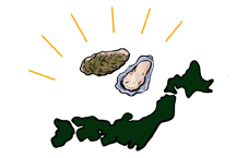 世界の牡蠣のルーツは日本？_写真