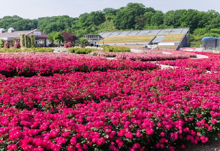 花フェスタ記念公園 季節の花々が咲き誇る公園 郡上 下呂 中津川のおすすめ観光 レジャースポットなら旅色