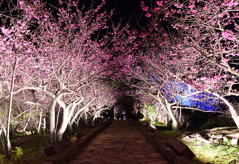 今帰仁グスク桜まつり 世界遺産 今帰仁城跡と桜のライトアップが楽しめる 本島北部のおすすめ観光 レジャースポットなら旅色