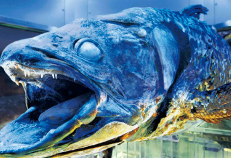 水族館 沼津 深海 静岡県の水族館おすすめ7選！イルカショーやふれあい体験で思い出作り
